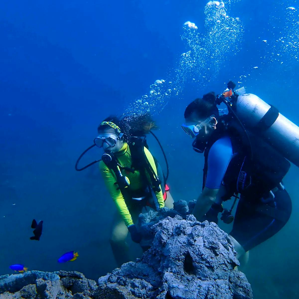 Coral Reef Restoration Diver | Volunteer In Indonesia 2025