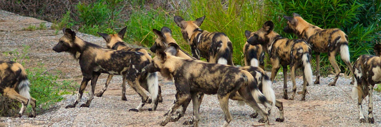 Untamed Albania: Where to Spot Rare Wildlife in 2025 - Conservation Initiatives
