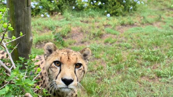 Curious cheetah