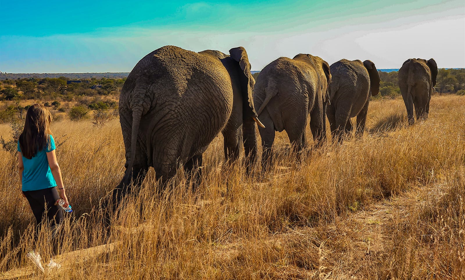 Vet Visions Volunteer in Zimbabwe 2024