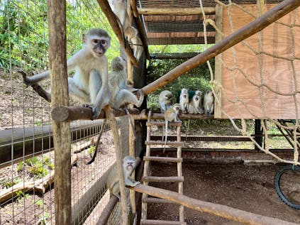 Les singes en Équateur, Informations