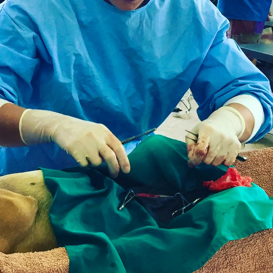 Get practical experience assisting veterinary medicine professionals