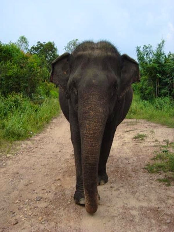 Thai Elephant Sanctuary Volunteer In Thailand 2024   Adminuploadimage13868315823660 