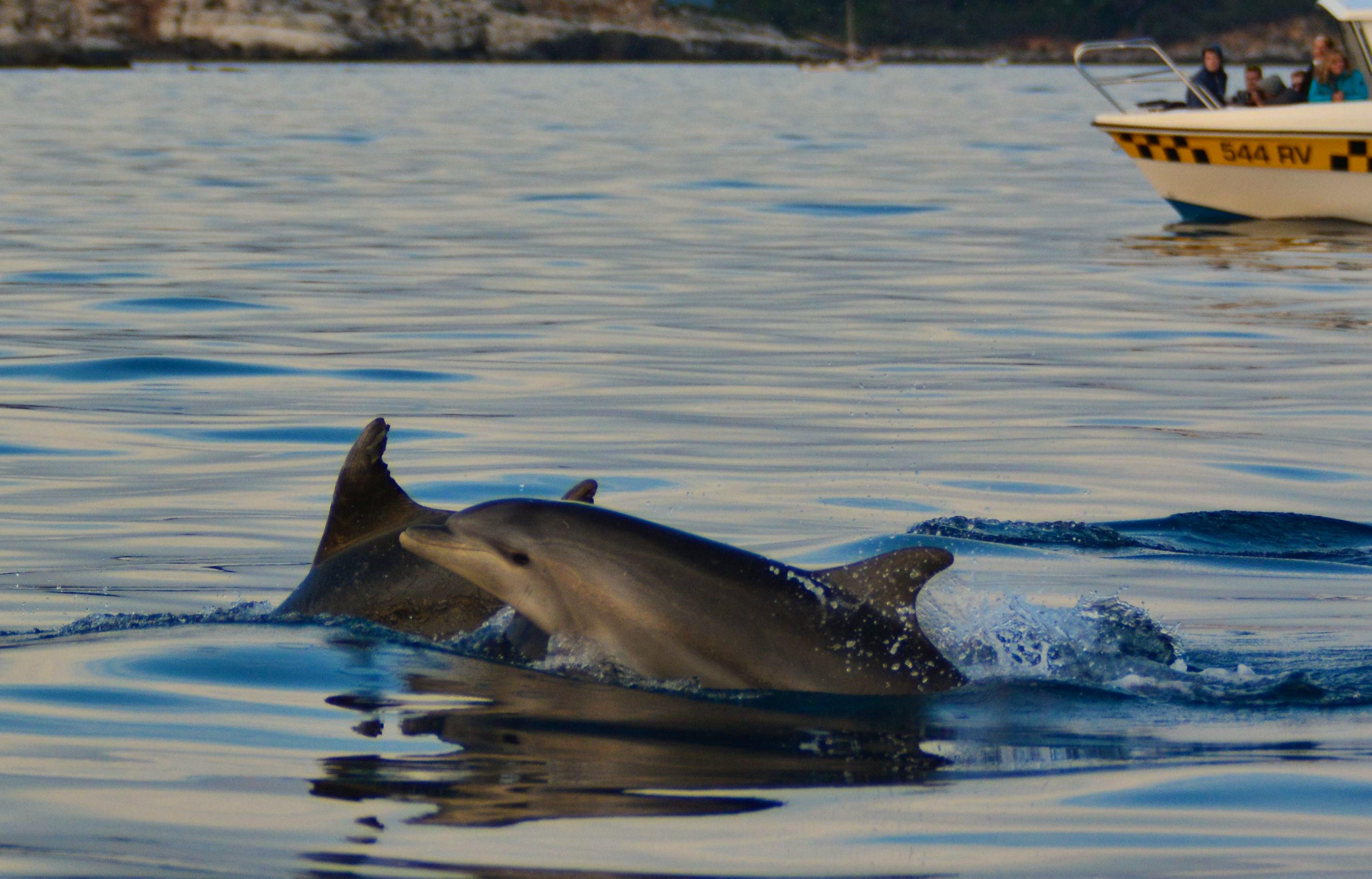 Dolphin Conservation Research Fais du b n volat en Croatie 2024