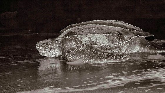 Vrijwilligerswerk tegen plasticvervuiling Leatherback Turtle Ambassador