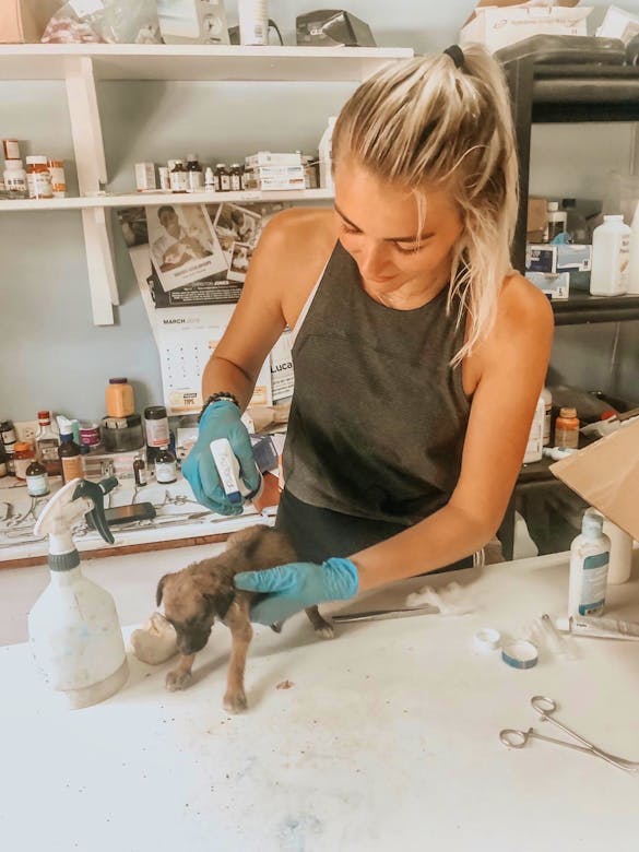 Veterinary Medicine Trainee Volunteer in Jamaica 2024