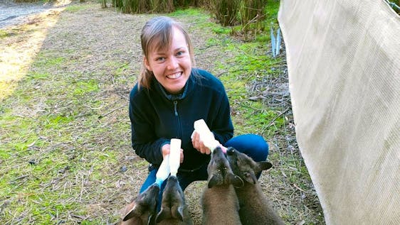 Vrijwilligerswerk met Buidelratten Aussie Wildlife Homestay