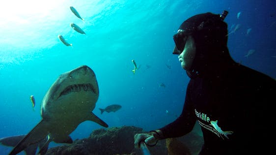 Projeto com Grandes Tubarões Brancos Sharklife Research Assistant Program