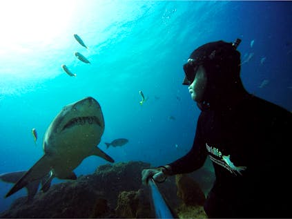  Sharklife Research Assistant Program
