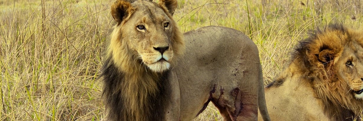 Freiwilligenarbeit Mit Wildtieren Tierschutzprojekte 21 Volunteer World