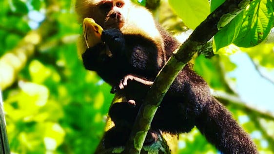 Volunteer with Howler Monkeys Let's Protect the Caribbean Wildlife