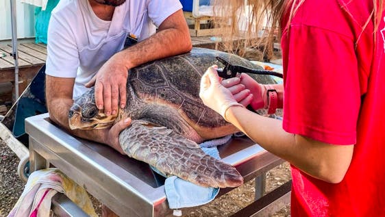 Voluntariado con Tortugas Marinas en Grecia Support Turtle Protection