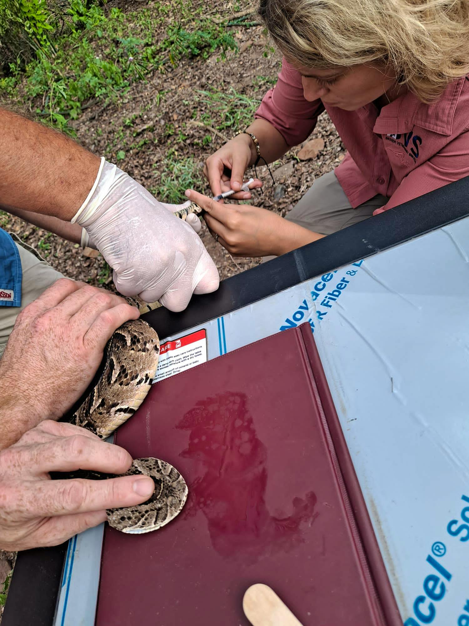 Reptile Vet Sanctuary | Volunteer in South Africa 2024
