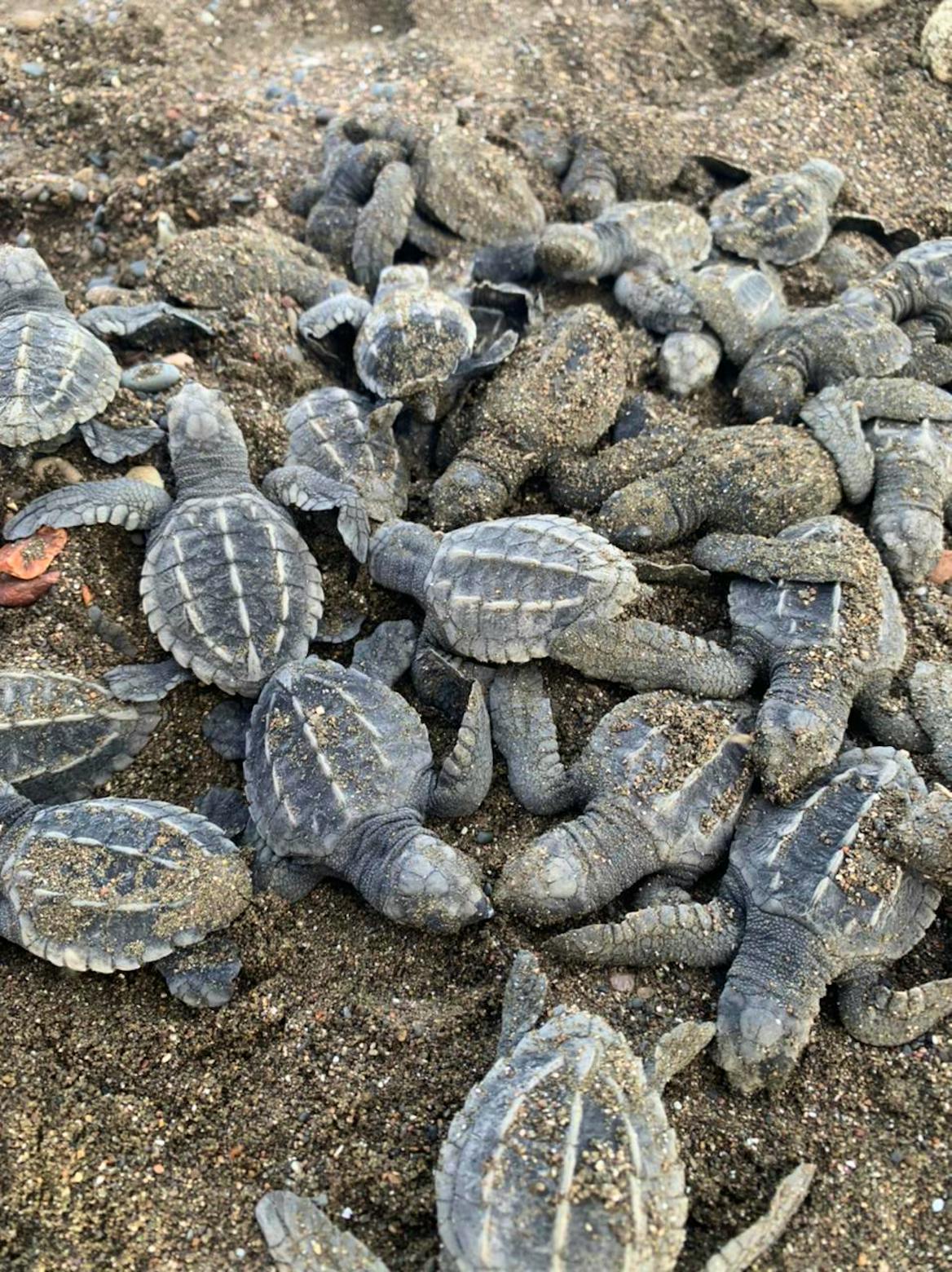 Marine Life Protector Sea Turtles | Volunteer in Costa Rica 2025