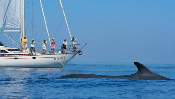 Voluntariado en Italia Research Assistant for Cetacean Species