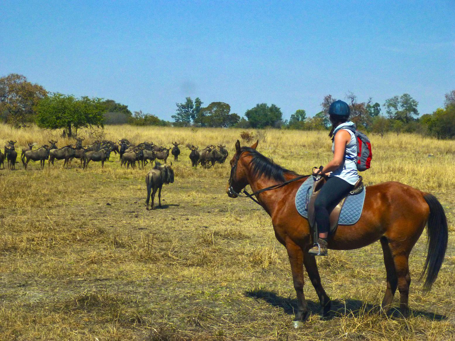 Horse Riding & Wildlife Conservation Volunteer in Zimbabwe 2023