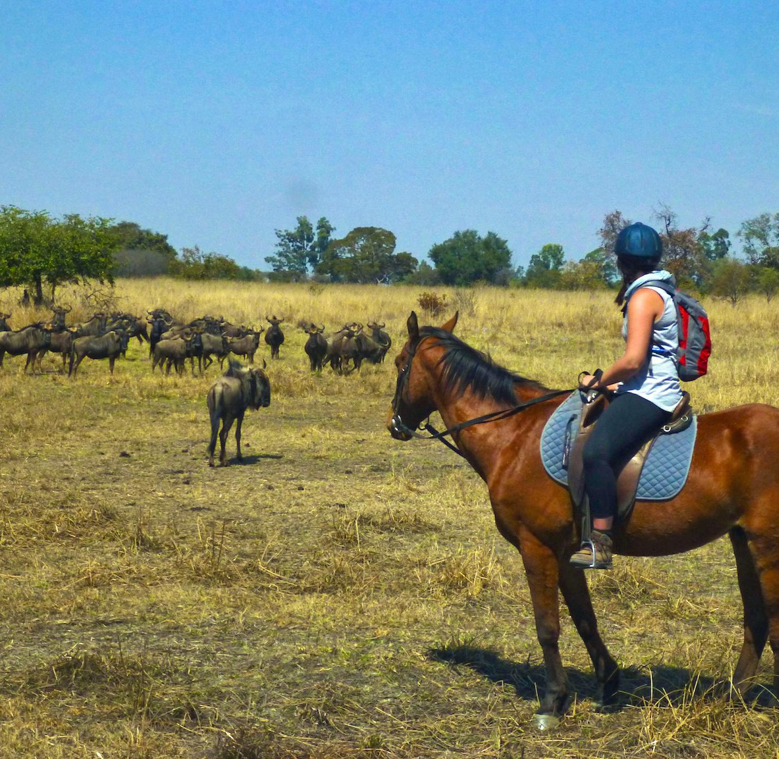 Rhino & Elephant Conservation | Volunteer in Zimbabwe 2024