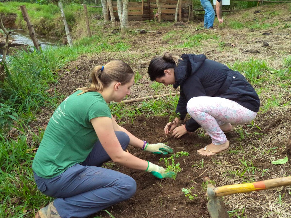 Restoring Brazilian Atlantic Rainforest | Volunteer in Brazil 2024