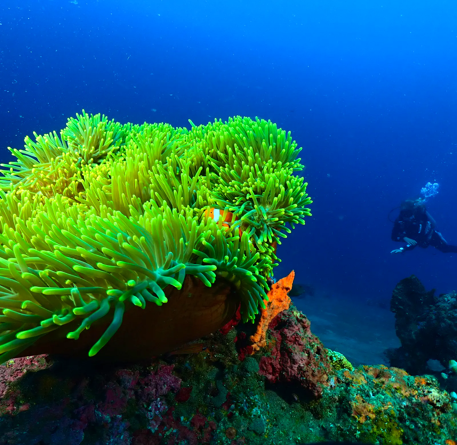 Coral Reef Restoration Diver Volunteer In Indonesia 2025 coral-reef-restoration-diver-volunteer-in-indonesia-2025