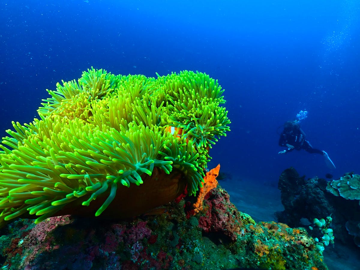 Coral Reef Restoration Diver Volunteer in Indonesia 2024