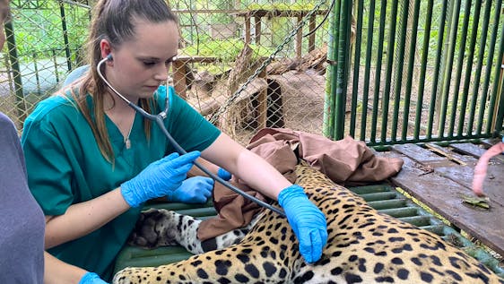 Estágio para Veterinária Veterinary Internships With Wildlife In Costa Rica