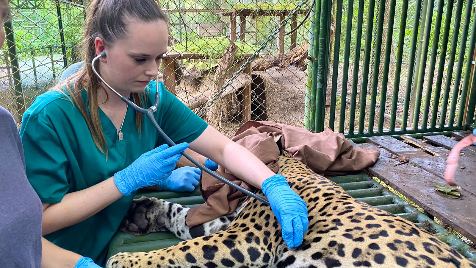 Veterinary Internship With Wildlife Volunteer in Costa Rica 2024