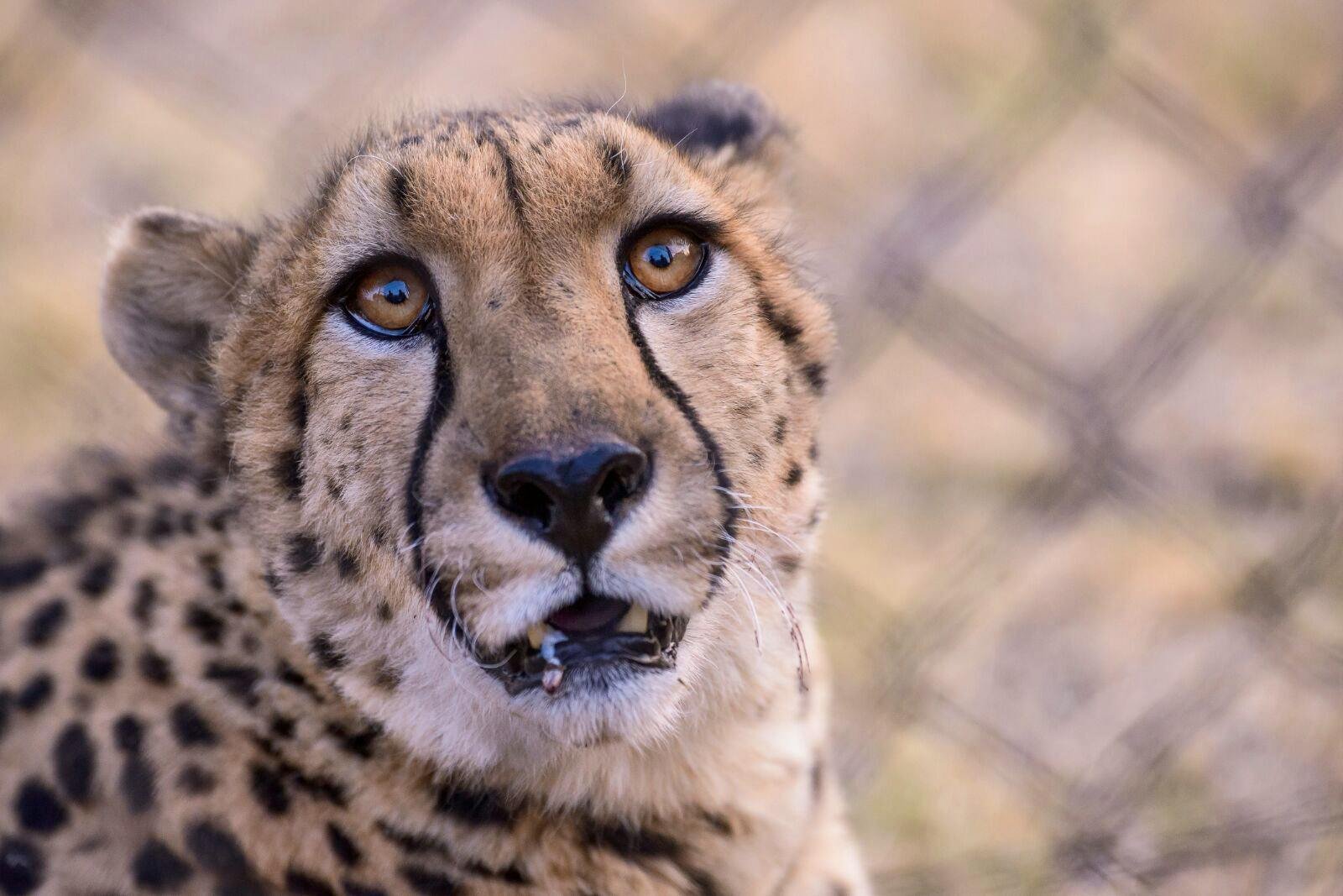 Cheetah and Wildlife Centre Supporter | Volunteer in South Africa 2024