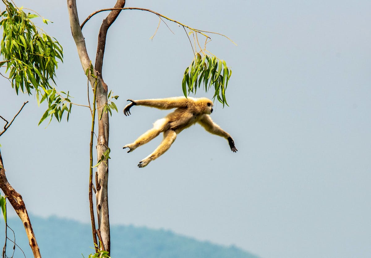 Wildlife Rescue Centre Volunteer in Thailand 2025