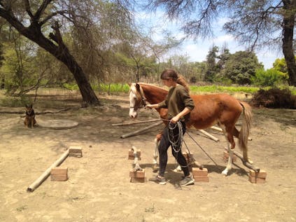  Horse Ranch Worker