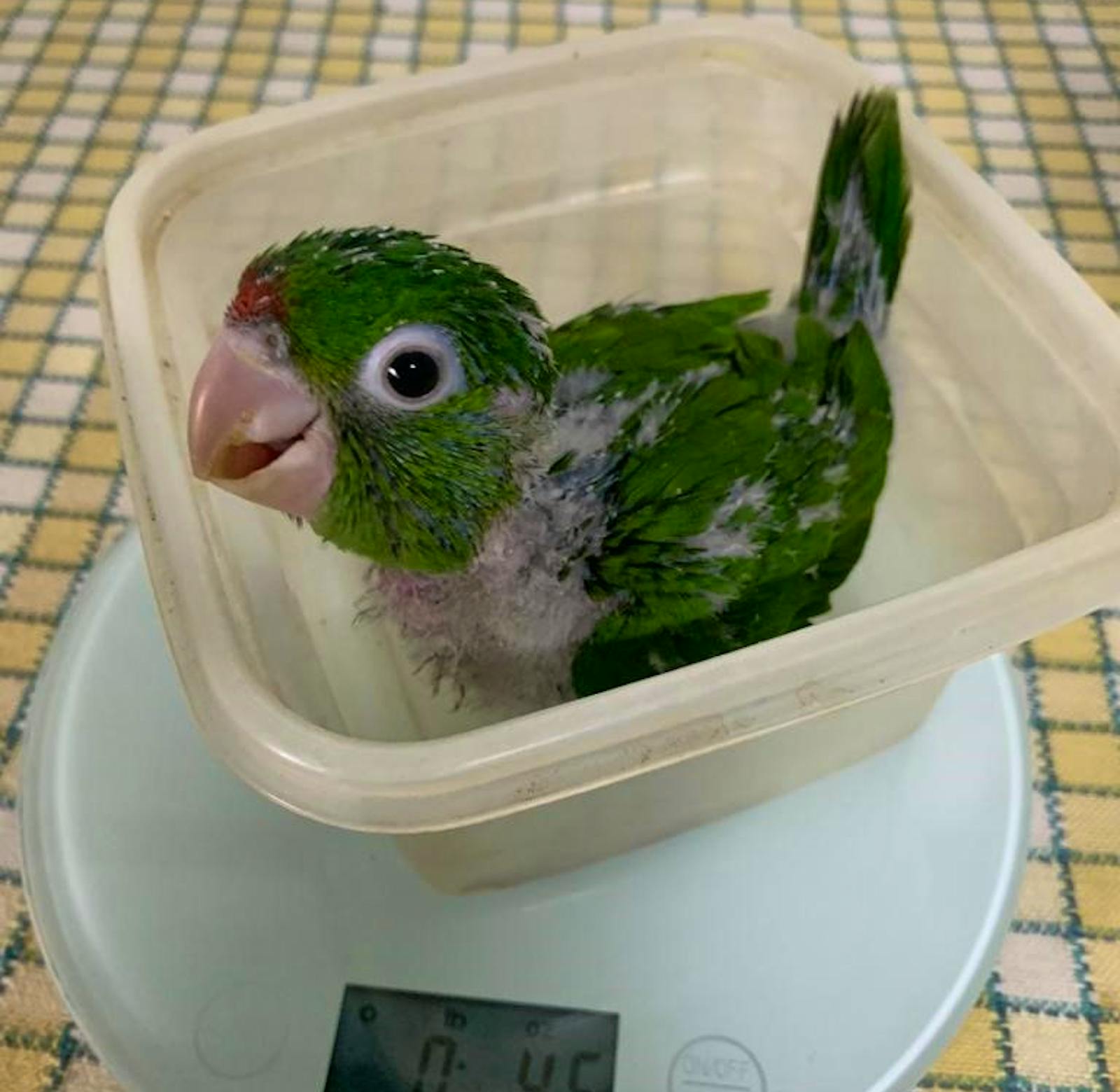 Animal Wildlife Rescue | Volunteer in Costa Rica 2024