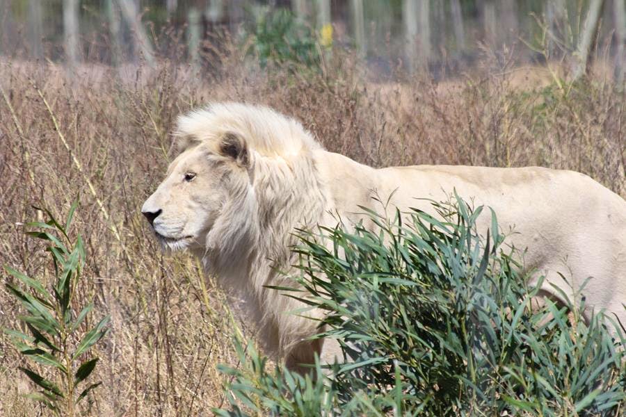 Lion Sanctuary Assistant Volunteer In South Africa 2024, 43% OFF