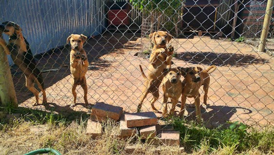 Vrijwilligerswerk programma's met honden Domestic Animal Rescue & Rehabilitation