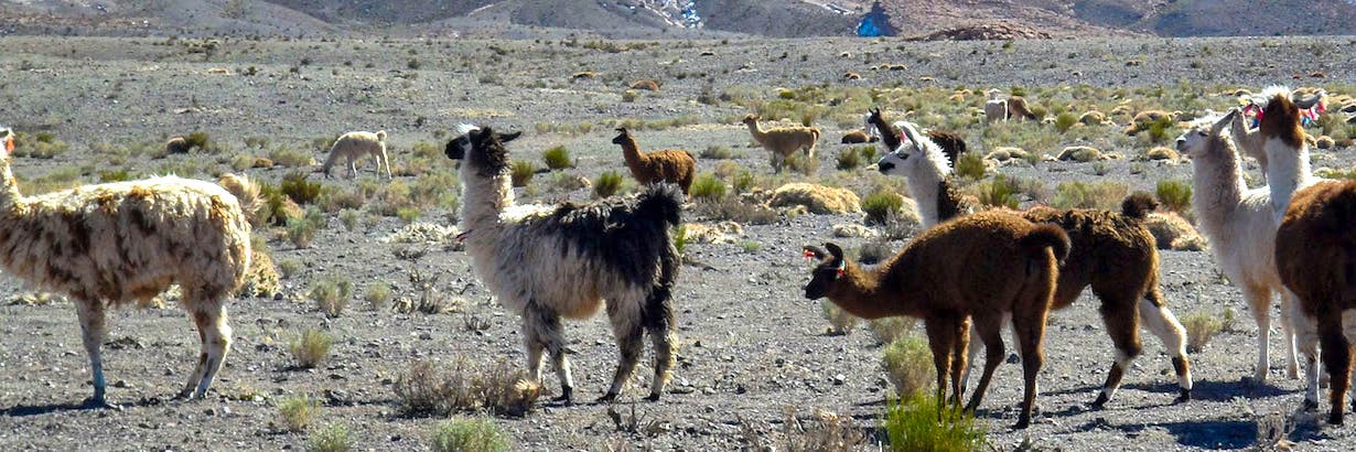 ▷ Voluntariado en Ecuador 🇪🇨 Proyectos 2025 Volunteer World