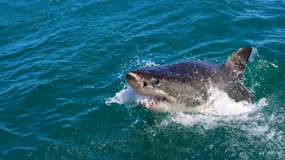Great White Shark and Marine Conservation