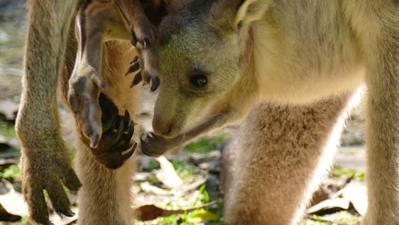 Vrijwilligerswerk programma's met koala's Forest Wildlife Conservation