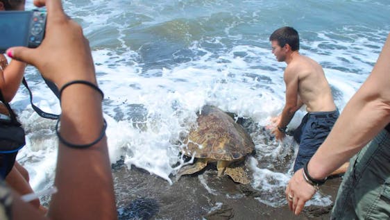 Rescue of green turtle 