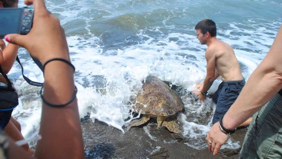 Sea Turtle Conservation Ambassador