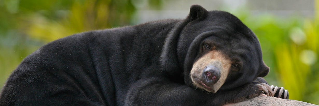 10 Facts about Brown Bears - FOUR PAWS in US - Global Animal Protection  Organization
