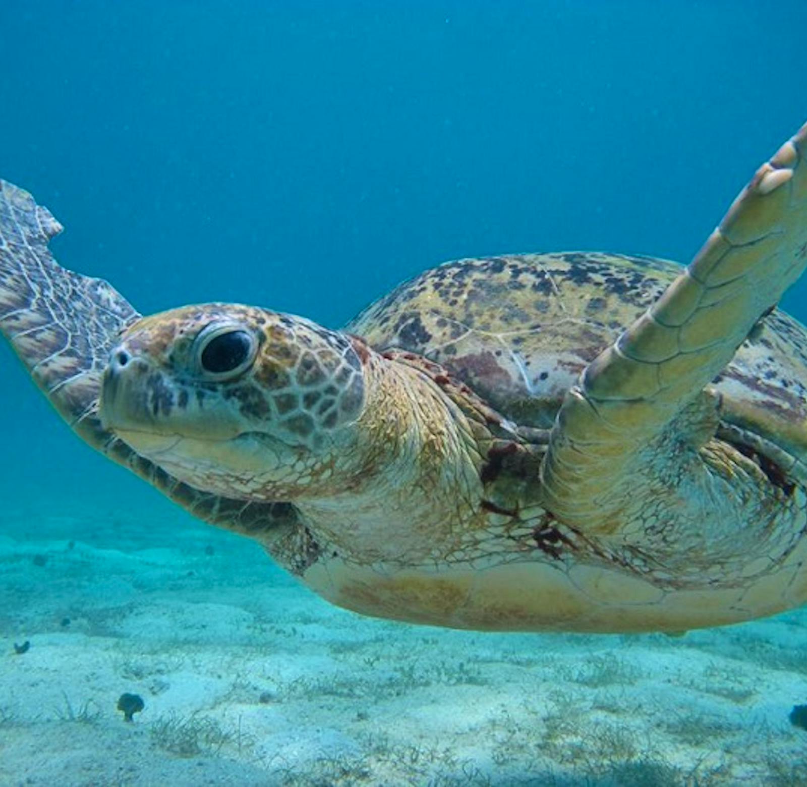 Sea Turtles Conservation Assistants | Volunteer in Malaysia 2024