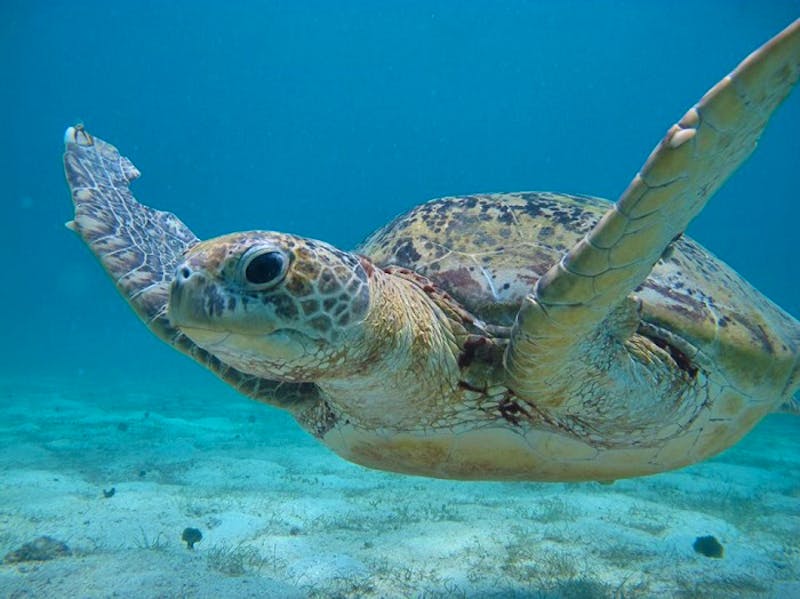 Sea Turtles Conservation Assistants | Volunteer in Malaysia 2024