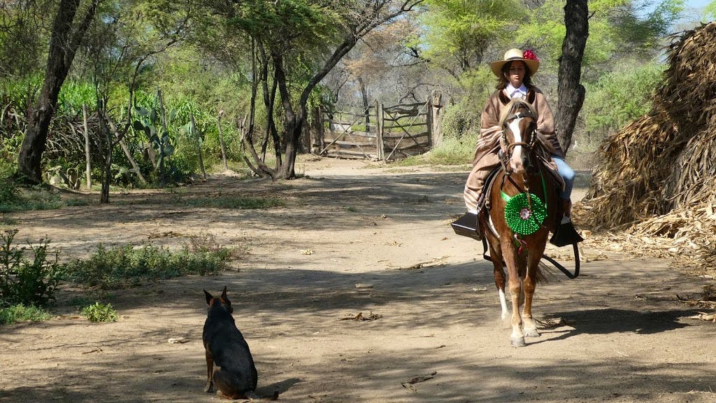 riding on typical Peruvian Paso horses