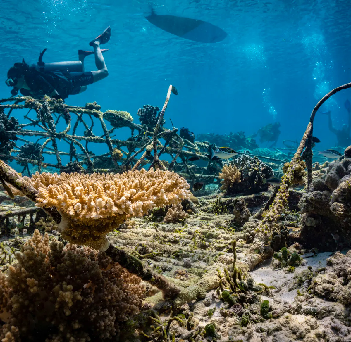 Biorock Coral Reef Restoration Volunteer In Indonesia 2025 biorock-coral-reef-restoration-volunteer-in-indonesia-2025