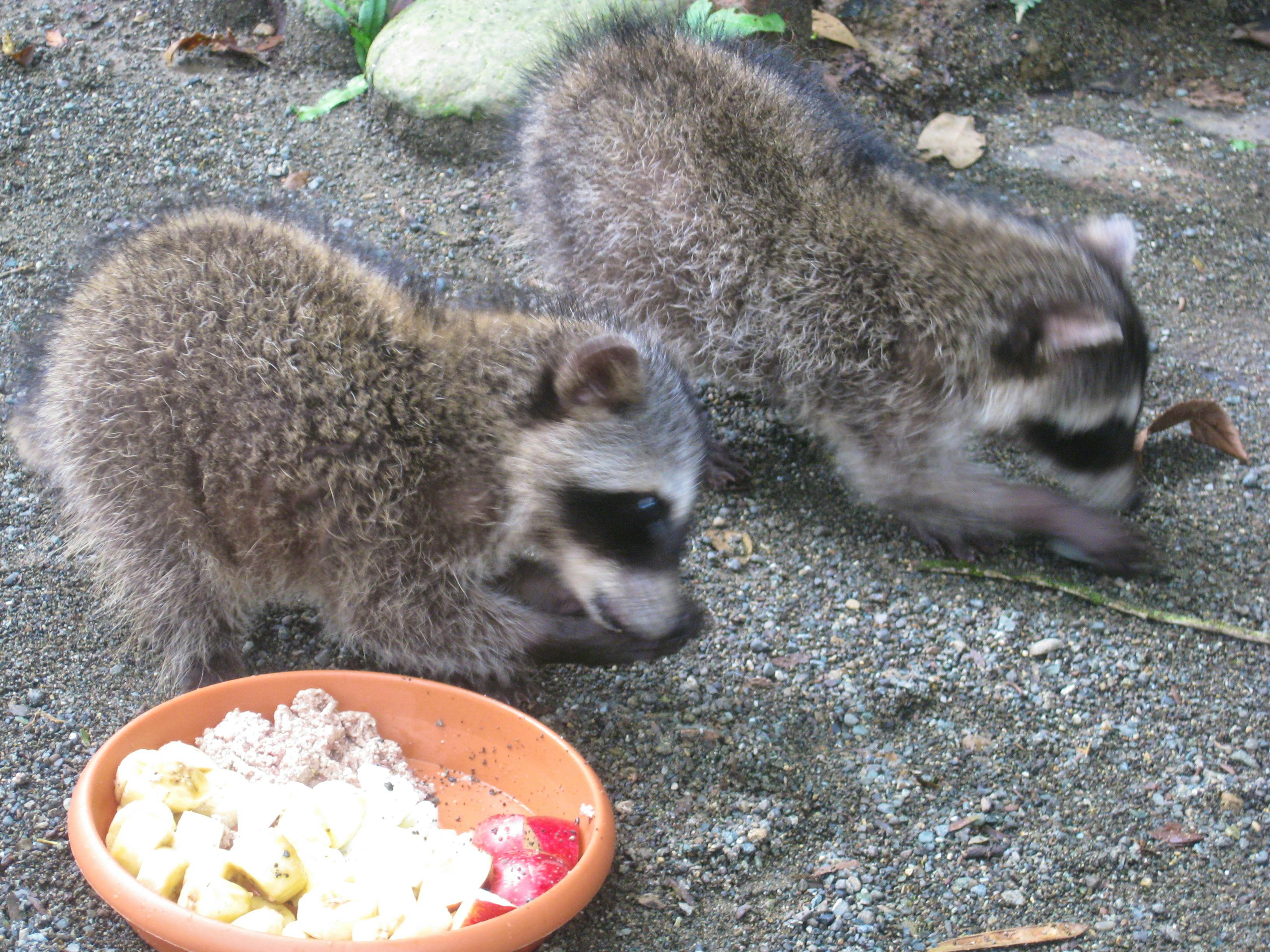 Animal Rescue Release Center Volunteer In Costa Rica 2024   IMG6228 