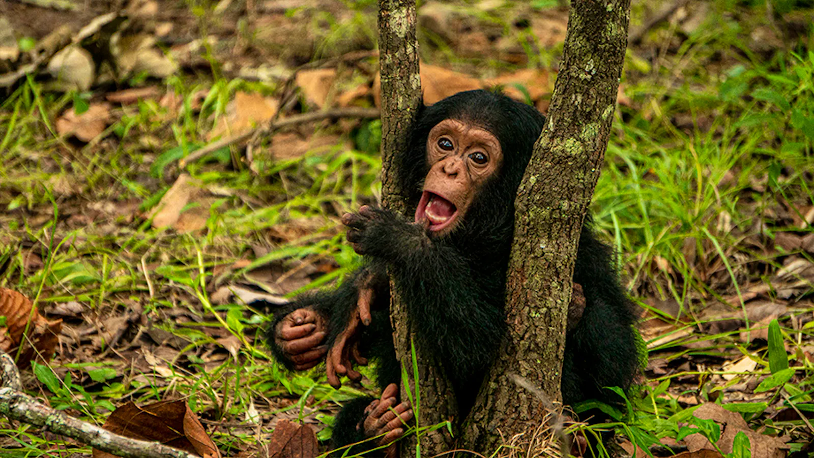 Chimpanzee Wildlife Conservation | Volunteer in Zambia 2025