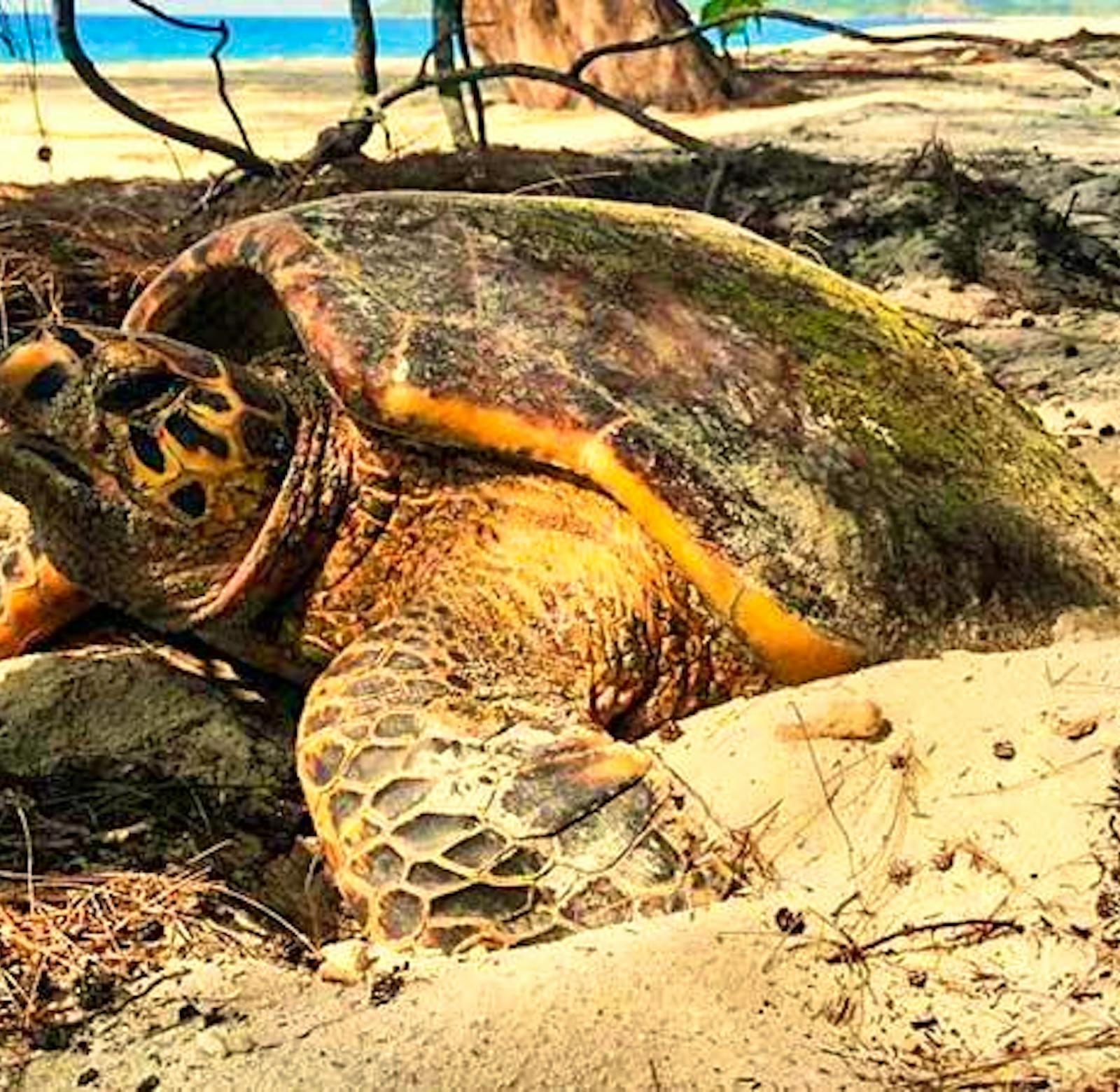 Sea Turtle Conservation & Scuba Diving | Volunteer in Belize 2025