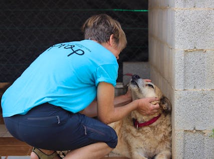  Dog & Cat Shelter Supporter