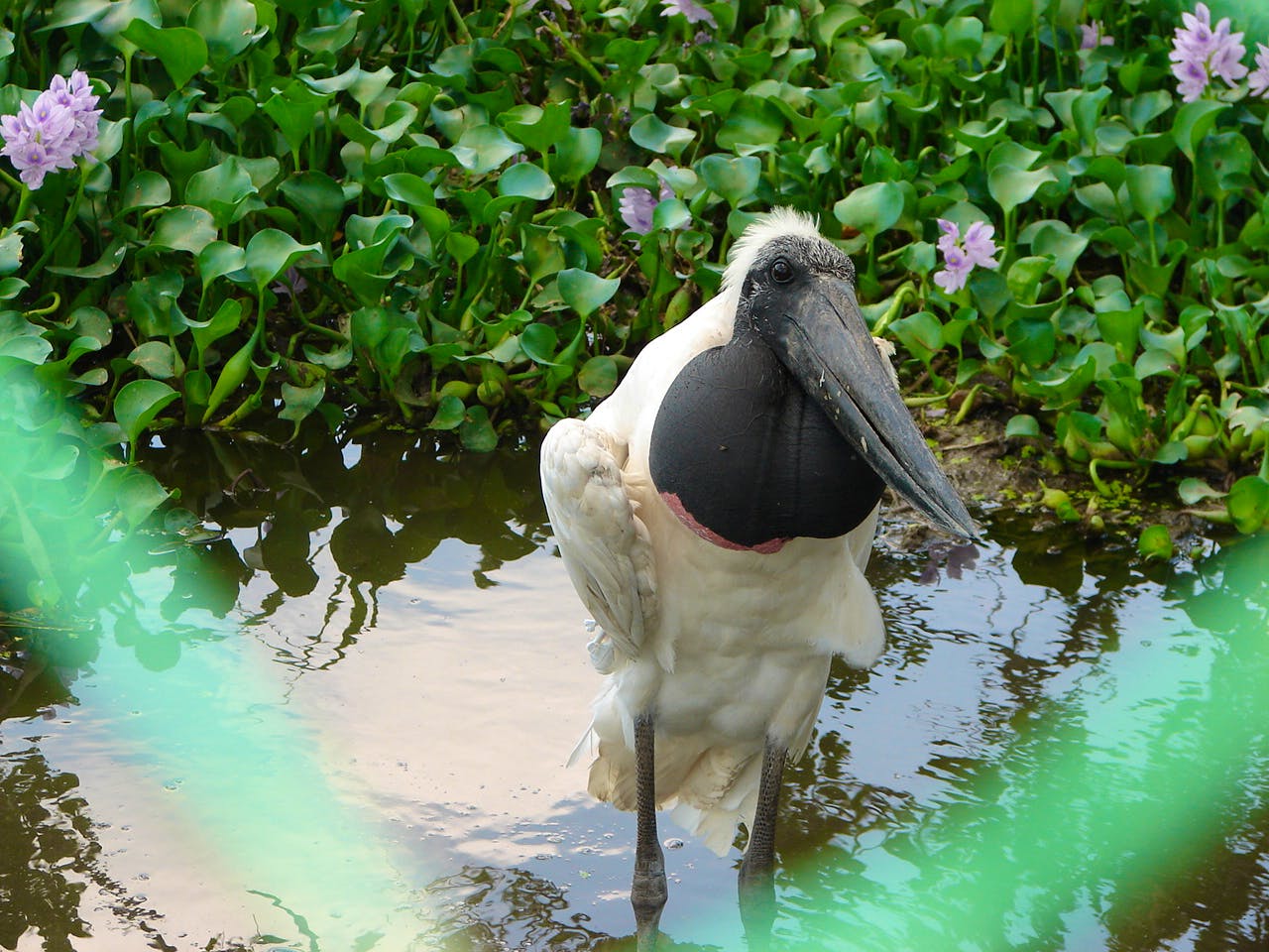 Indigenous Wildlife Rescue Supporter | Volontärarbete i Costa Rica 2023