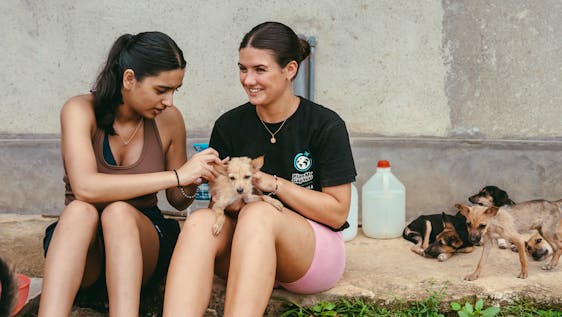 Volunteer in Sri Lanka Street Dog Rescue