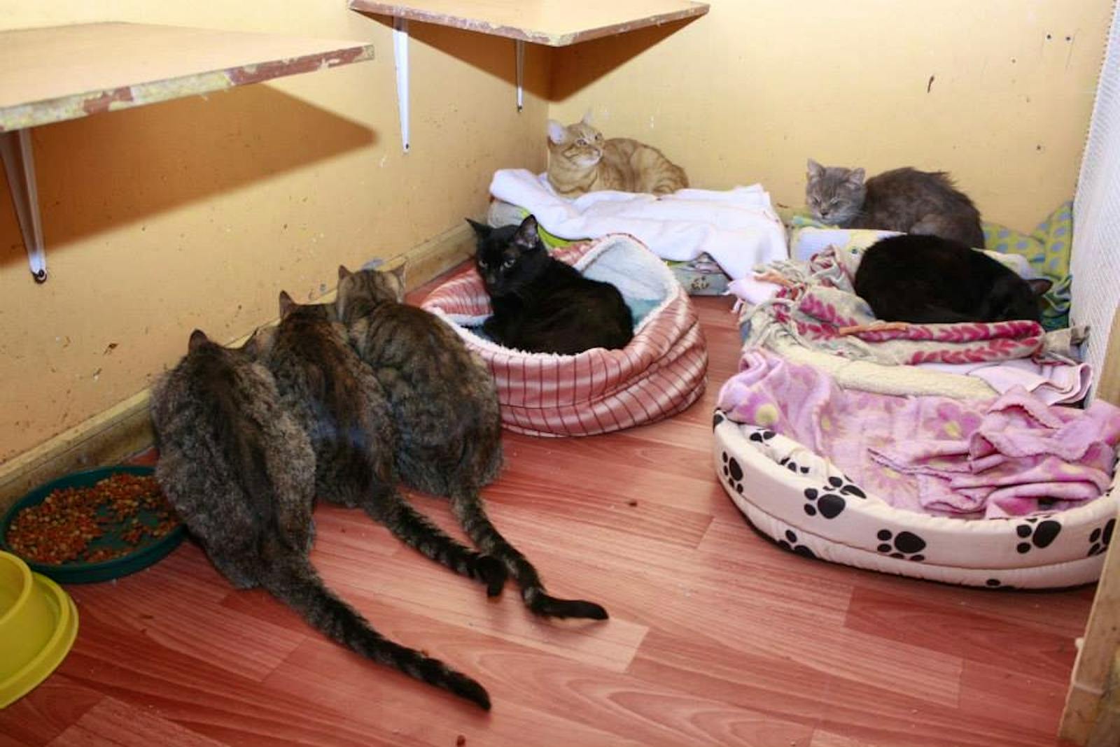 Support a Cat Shelter Voluntariado en Chile 2024