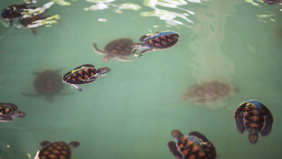 Freiwilligenarbeit in Thailand Turtle Conservation & Research